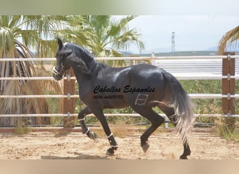 PRE, Stallone, 5 Anni, 159 cm, Grigio ferro