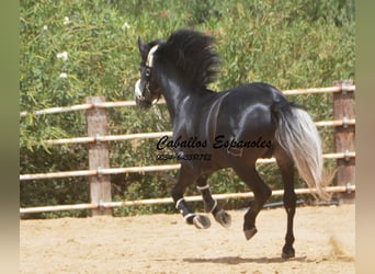 PRE, Stallone, 5 Anni, 159 cm, Grigio ferro