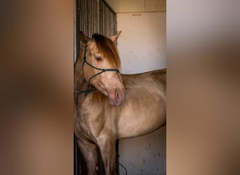 PRE, Stallone, 5 Anni, 160 cm, Champagne