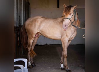 PRE, Stallone, 5 Anni, 160 cm, Champagne