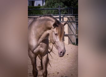 PRE, Stallone, 5 Anni, 160 cm, Champagne