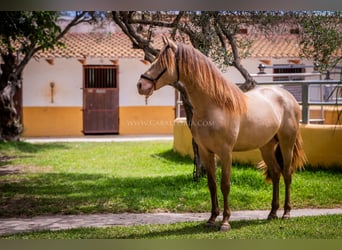 PRE, Stallone, 5 Anni, 160 cm, Champagne