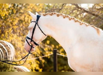 PRE, Stallone, 5 Anni, 160 cm, Cremello