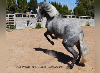 PRE Mix, Stallone, 5 Anni, 160 cm, Grigio