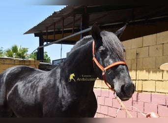 PRE, Stallone, 5 Anni, 160 cm, Grigio ferro