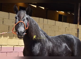 PRE, Stallone, 5 Anni, 160 cm, Grigio ferro