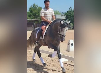 PRE Mix, Stallone, 5 Anni, 160 cm, Grigio pezzato