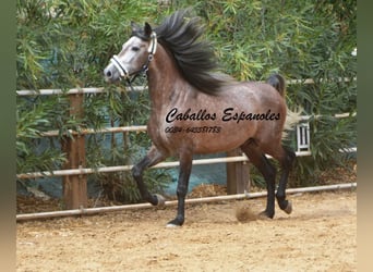 PRE, Stallone, 5 Anni, 160 cm, Grigio pezzato