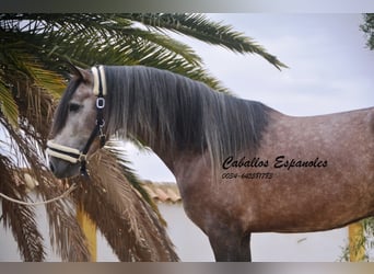 PRE, Stallone, 5 Anni, 160 cm, Grigio pezzato