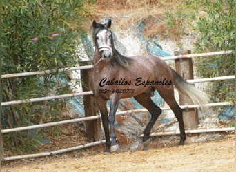 PRE, Stallone, 5 Anni, 160 cm, Grigio pezzato