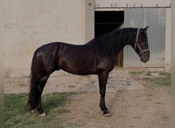 PRE, Stallone, 5 Anni, 160 cm, Morello