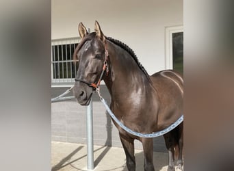 PRE, Stallone, 5 Anni, 160 cm, Morello