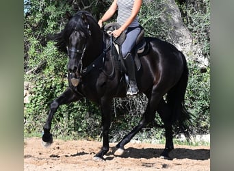 PRE Mix, Stallone, 5 Anni, 160 cm, Morello