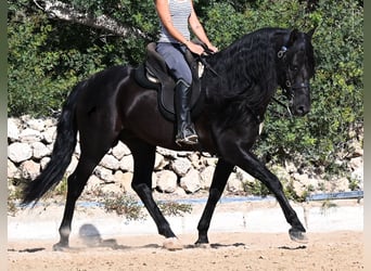 PRE Mix, Stallone, 5 Anni, 160 cm, Morello