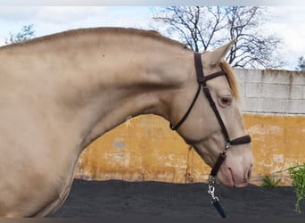 PRE, Stallone, 5 Anni, 160 cm, Pearl