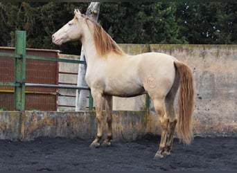 PRE, Stallone, 5 Anni, 160 cm, Pearl