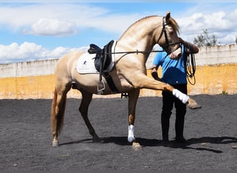 PRE, Stallone, 5 Anni, 160 cm, Pearl