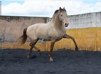 PRE, Stallone, 5 Anni, 160 cm, Pearl