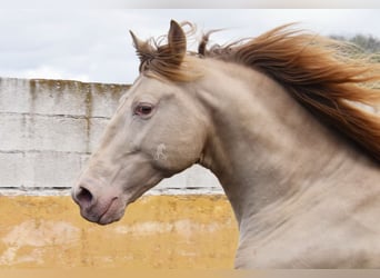 PRE, Stallone, 5 Anni, 160 cm, Pearl