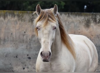 PRE, Stallone, 5 Anni, 160 cm, Pearl