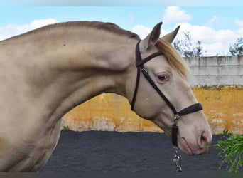 PRE, Stallone, 5 Anni, 160 cm, Pearl