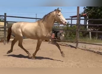 PRE Mix, Stallone, 5 Anni, 160 cm, Perlino