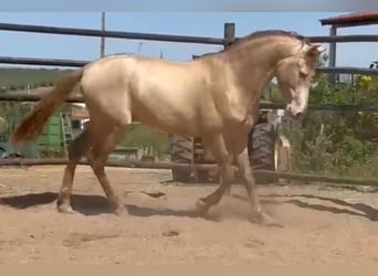PRE Mix, Stallone, 5 Anni, 160 cm, Perlino