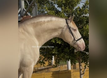 PRE Mix, Stallone, 5 Anni, 160 cm, Perlino