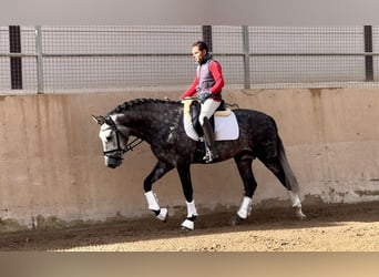 PRE, Stallone, 5 Anni, 161 cm, Grigio ferro