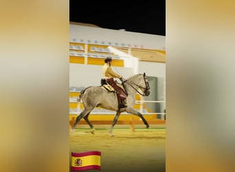 PRE Mix, Stallone, 5 Anni, 161 cm, Grigio