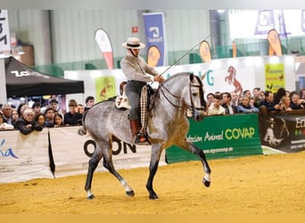 PRE Mix, Stallone, 5 Anni, 161 cm, Grigio