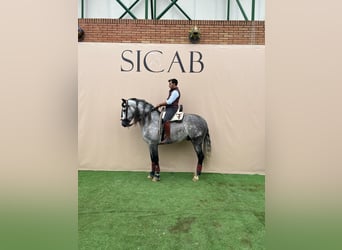 PRE Mix, Stallone, 5 Anni, 161 cm, Grigio