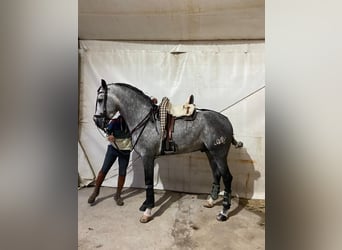 PRE Mix, Stallone, 5 Anni, 161 cm, Grigio
