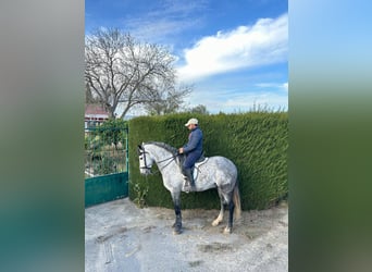 PRE Mix, Stallone, 5 Anni, 161 cm, Grigio