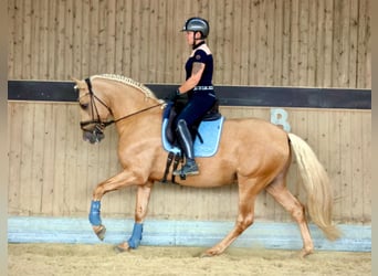 PRE, Stallone, 5 Anni, 161 cm, Palomino