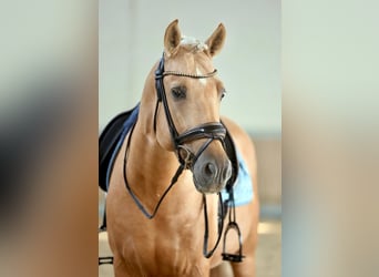 PRE, Stallone, 5 Anni, 161 cm, Palomino