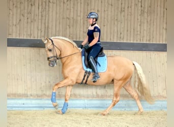 PRE, Stallone, 5 Anni, 161 cm, Palomino