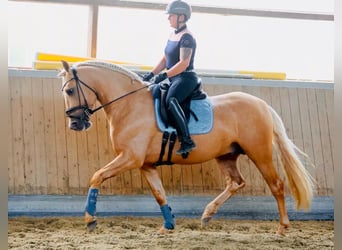PRE, Stallone, 5 Anni, 161 cm, Palomino