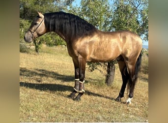 PRE Mix, Stallone, 5 Anni, 161 cm, Pelle di daino