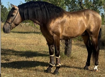 PRE Mix, Stallone, 5 Anni, 161 cm, Pelle di daino