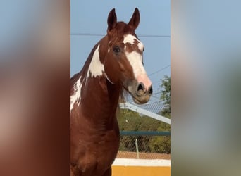 PRE Mix, Stallone, 5 Anni, 161 cm, Sauro