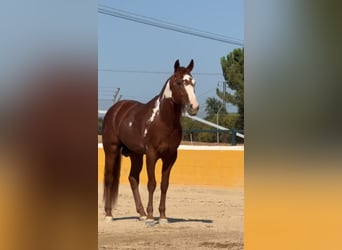 PRE Mix, Stallone, 5 Anni, 161 cm, Sauro