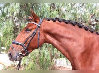 PRE Mix, Stallone, 5 Anni, 162 cm, Baio