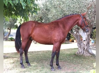 PRE Mix, Stallone, 5 Anni, 162 cm, Baio