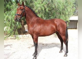 PRE Mix, Stallone, 5 Anni, 162 cm, Baio