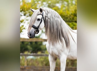 PRE Mix, Stallone, 5 Anni, 162 cm, Grigio