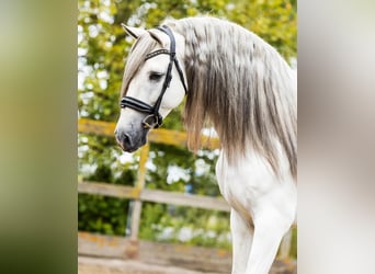 PRE Mix, Stallone, 5 Anni, 162 cm, Grigio