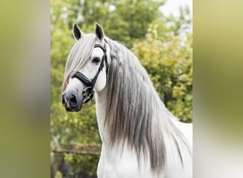 PRE Mix, Stallone, 5 Anni, 162 cm, Grigio