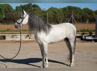 PRE Mix, Stallone, 5 Anni, 162 cm, Grigio