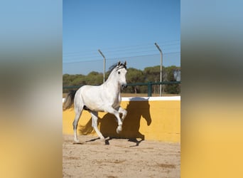 PRE Mix, Stallone, 5 Anni, 162 cm, Grigio